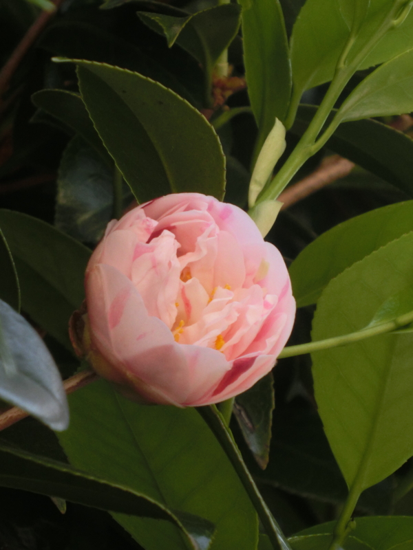f:id:umryuyanagi104:20150502091359j:image:w360