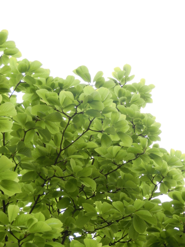 f:id:umryuyanagi104:20150504071901j:image:w360