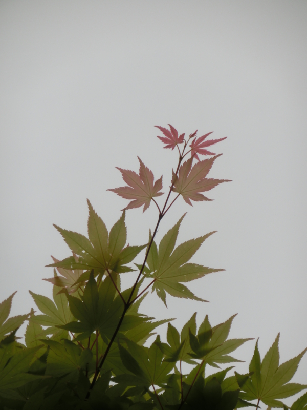 f:id:umryuyanagi104:20150504072759j:image:w360