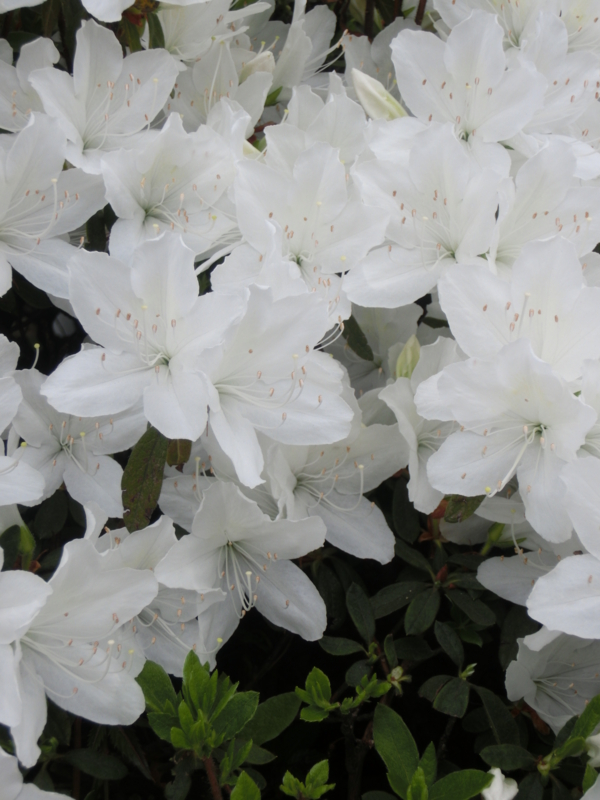 f:id:umryuyanagi104:20150504073446j:image:w360