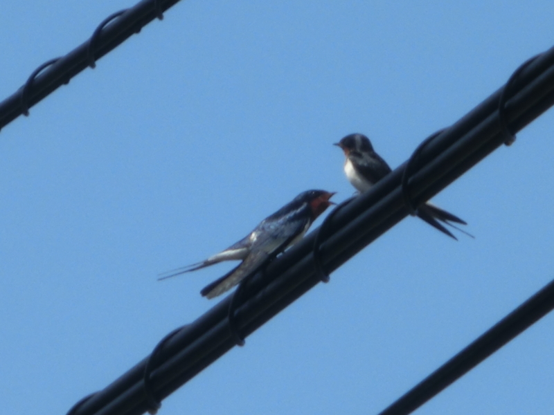 f:id:umryuyanagi104:20150506084623j:image:w360