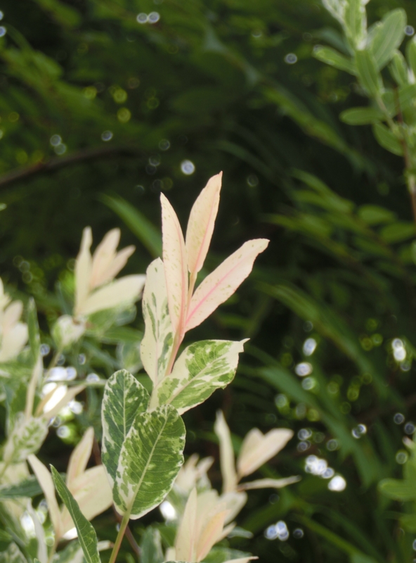 f:id:umryuyanagi104:20150512093453j:image:w360 f:id:umryuyanagi104:20150512093453j:image:w360