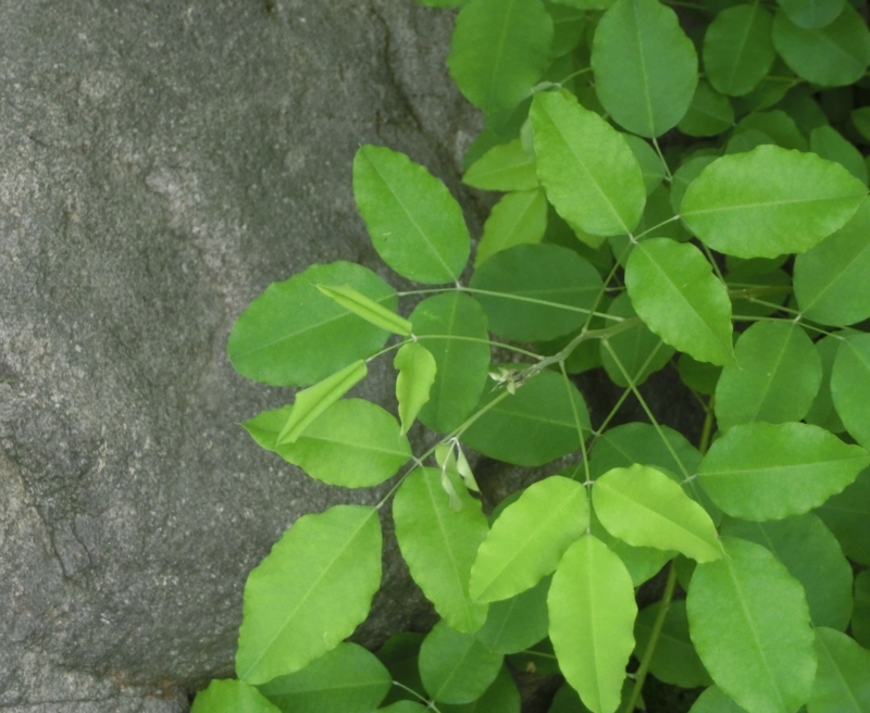 f:id:umryuyanagi104:20150512093708j:image:w360 f:id:umryuyanagi104:20150512093708j:image:w360