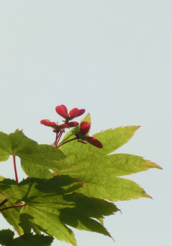 f:id:umryuyanagi104:20150512093747j:image:w360 f:id:umryuyanagi104:20150512093747j:image:w360