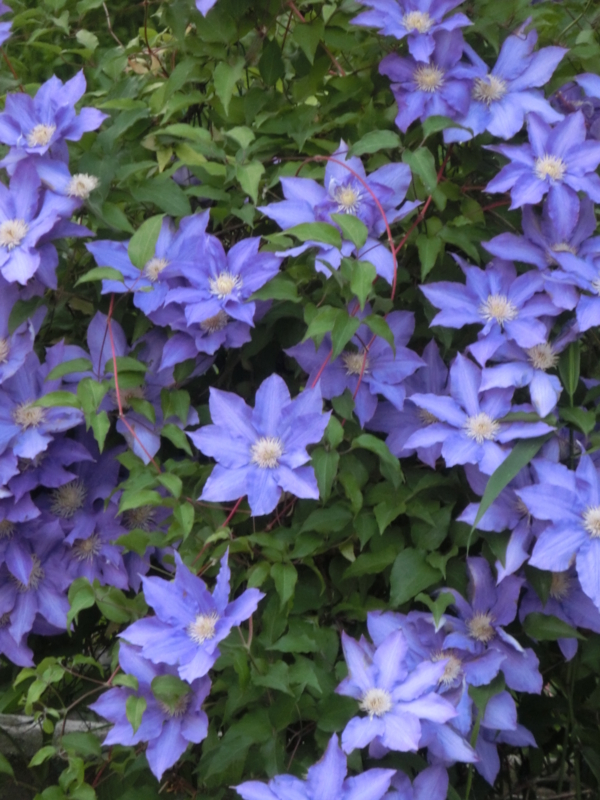 f:id:umryuyanagi104:20150513185023j:image:w360 f:id:umryuyanagi104:20150513185023j:image:w360
