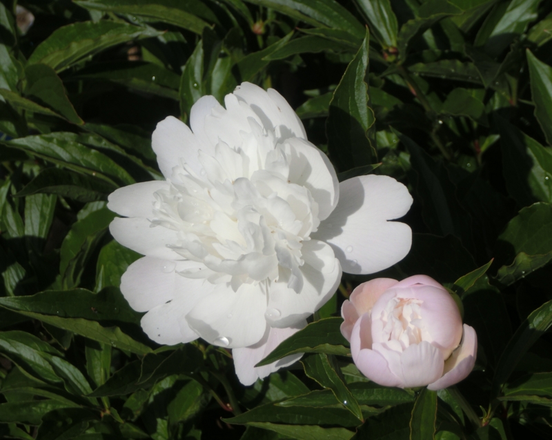 f:id:umryuyanagi104:20150514080810j:image:w360 f:id:umryuyanagi104:20150514080810j:image:w360