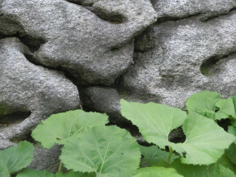 f:id:umryuyanagi104:20150515180902j:image:w360 f:id:umryuyanagi104:20150515180902j:image:w360