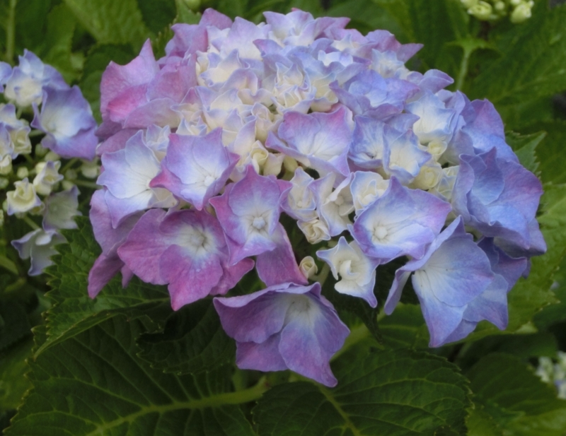 f:id:umryuyanagi104:20150603184039j:image:w360