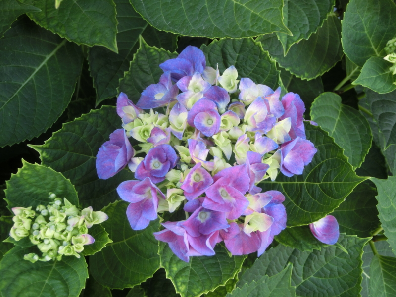 f:id:umryuyanagi104:20150604172555j:image:w360