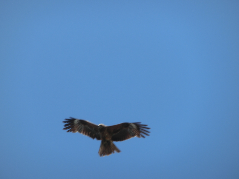 f:id:umryuyanagi104:20150607093340j:image:w360