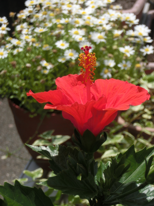 f:id:umryuyanagi104:20150607122600j:image:w360