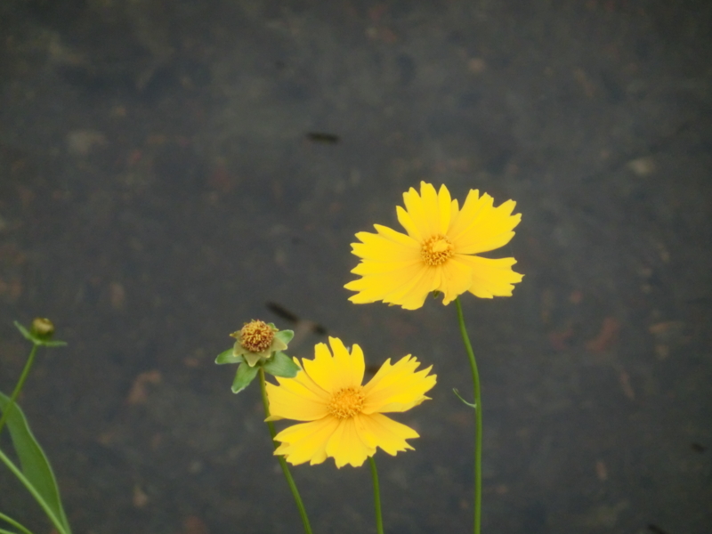 f:id:umryuyanagi104:20150607175832j:image:w360