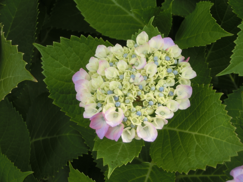 f:id:umryuyanagi104:20150608083735j:image:w360
