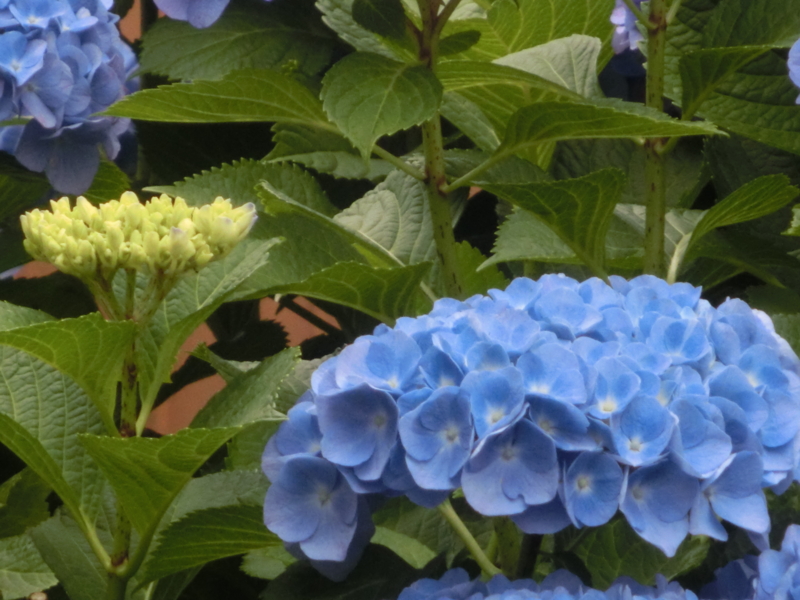 f:id:umryuyanagi104:20150608155249j:image:w360