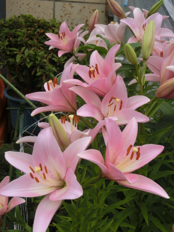 f:id:umryuyanagi104:20150609142310j:image:w360