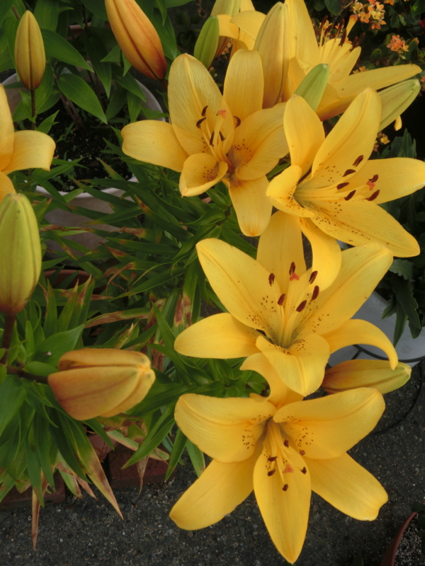 f:id:umryuyanagi104:20150612181038j:image:w360