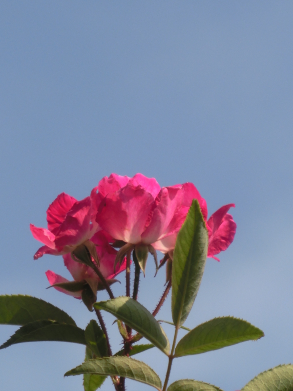 f:id:umryuyanagi104:20150613080846j:image:w360