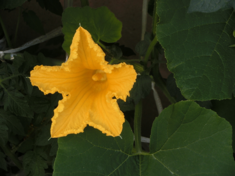 f:id:umryuyanagi104:20150615074624j:image:w360