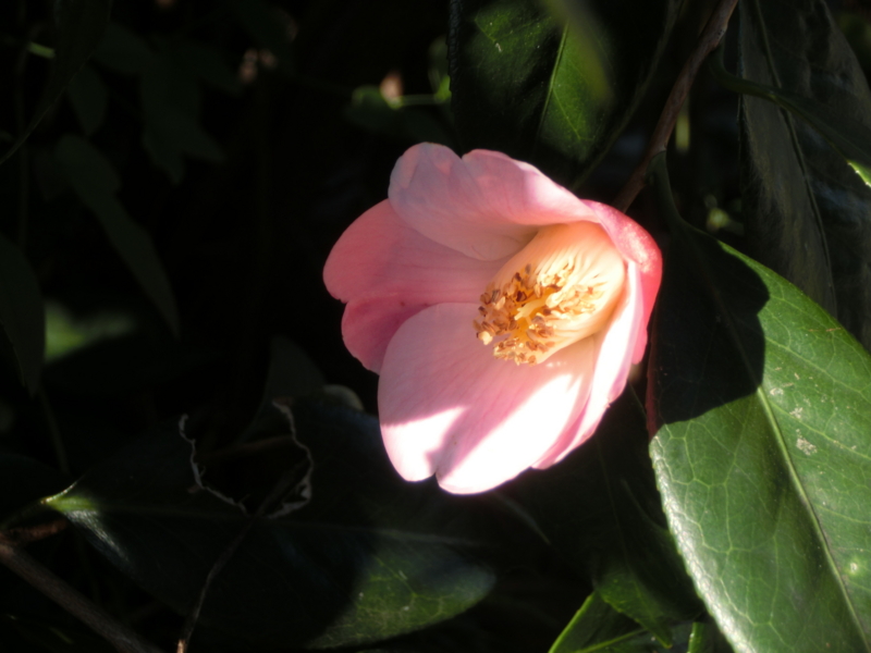 f:id:umryuyanagi104:20151007081109j:image:w360