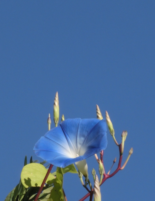 f:id:umryuyanagi104:20151007081355j:image:w360