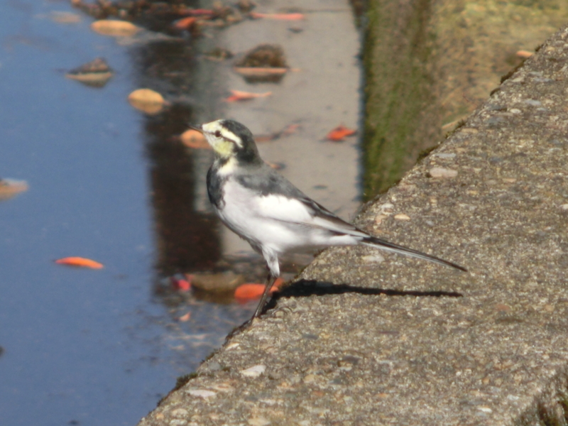 f:id:umryuyanagi104:20151007091428j:image:w360