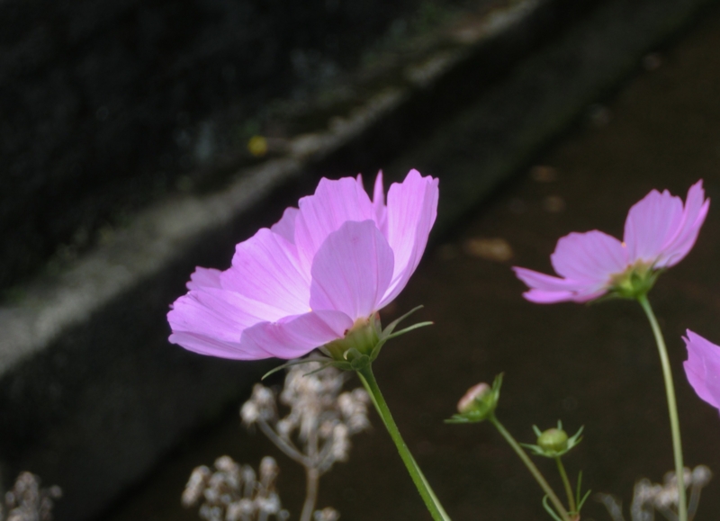 f:id:umryuyanagi104:20151008100030j:image:w360