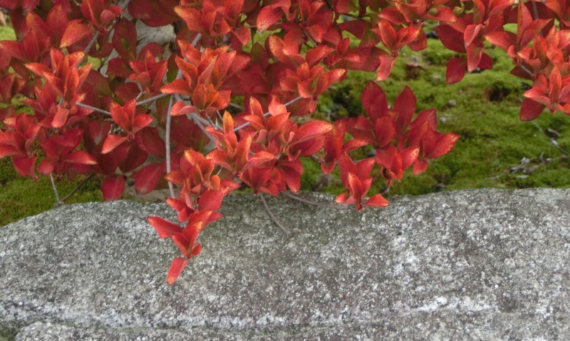 f:id:umryuyanagi104:20151009072520j:image:w360