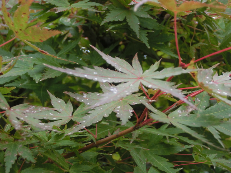 f:id:umryuyanagi104:20151011095013j:image:w360