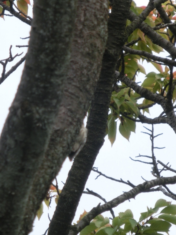 f:id:umryuyanagi104:20151012085618j:image:w360