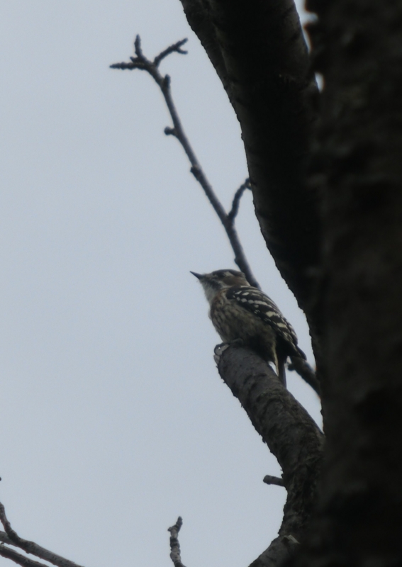 f:id:umryuyanagi104:20151012085700j:image:w360