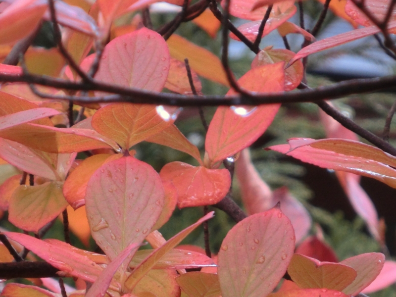 f:id:umryuyanagi104:20151031134110j:image:w360