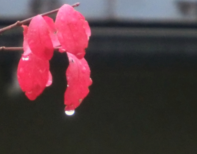 f:id:umryuyanagi104:20151108085501j:image:w360 f:id:umryuyanagi104:20151108085501j:image:w360