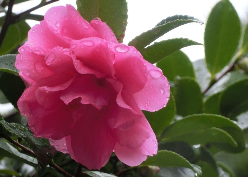 f:id:umryuyanagi104:20151108085744j:image:w360