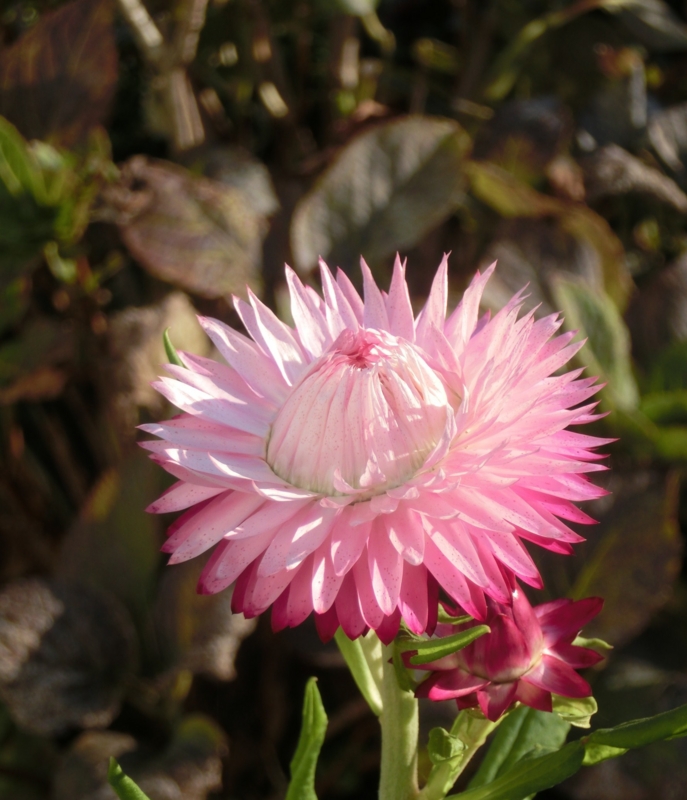 f:id:umryuyanagi104:20151113082557j:image:w360
