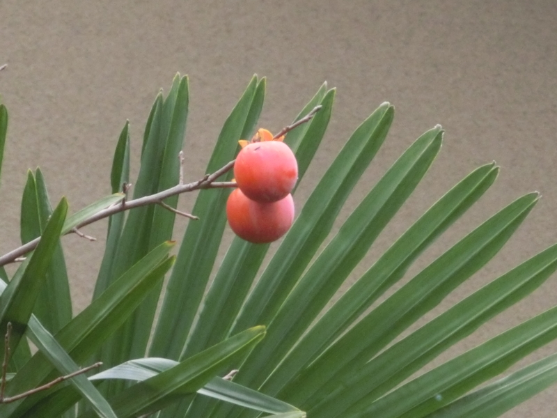 f:id:umryuyanagi104:20151119090800j:image:w360