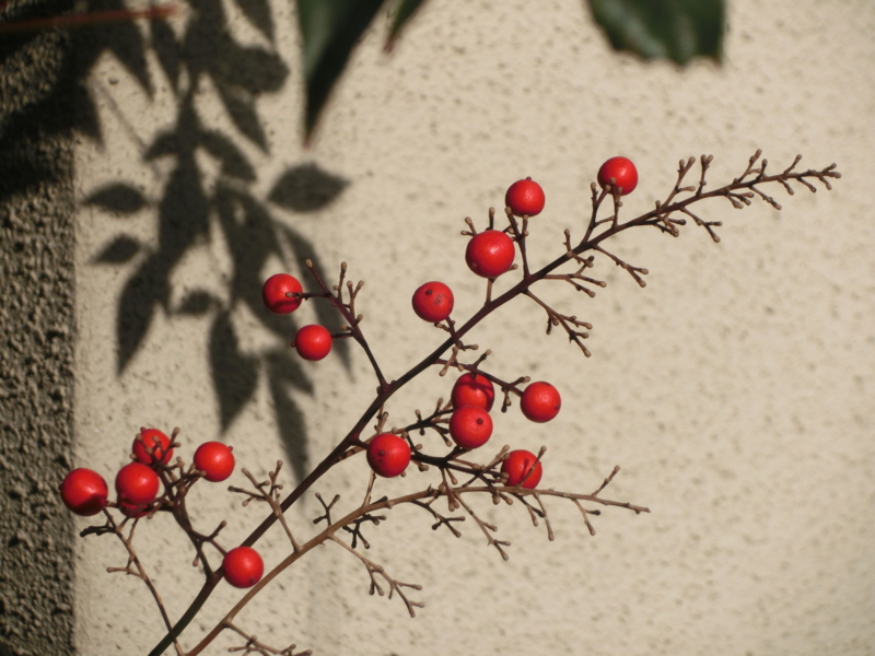 f:id:umryuyanagi104:20151214092601j:image:w360