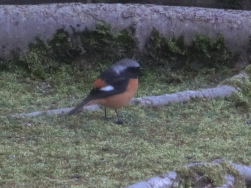 f:id:umryuyanagi104:20160205170257j:image:w360 f:id:umryuyanagi104:20160205170257j:image:w360