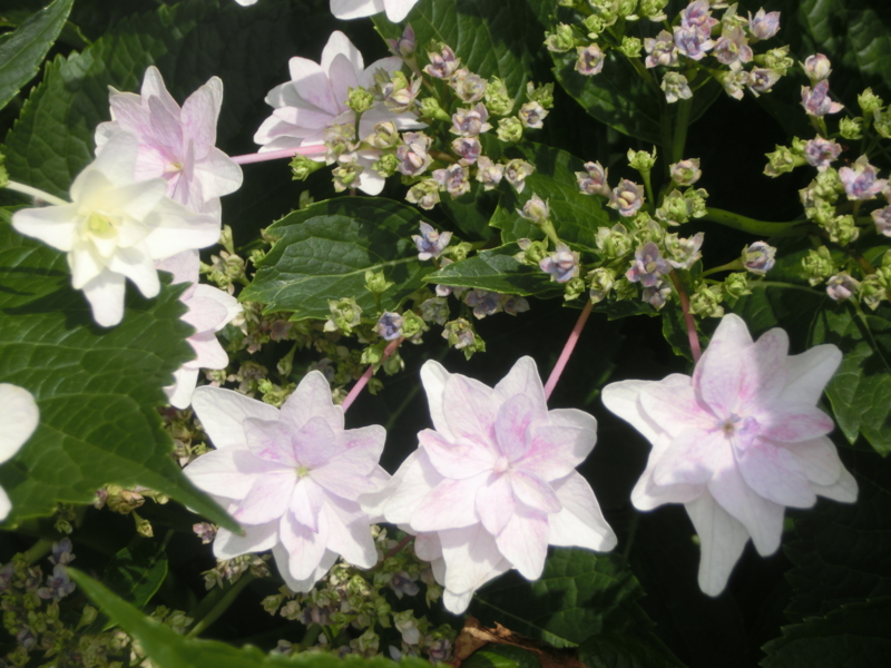 f:id:umryuyanagi104:20160604094117j:image:w360