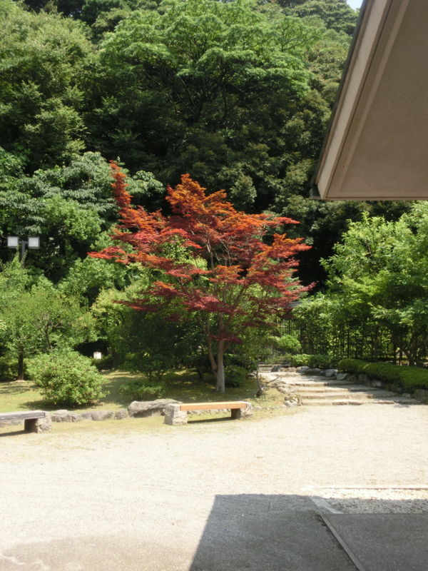 f:id:umryuyanagi104:20160728130428j:image:w360 f:id:umryuyanagi104:20160728130428j:image:w360