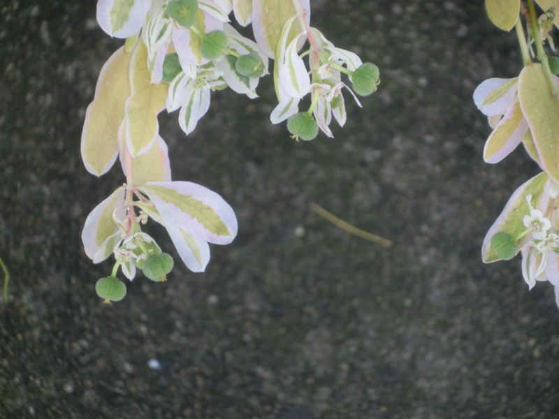 f:id:umryuyanagi104:20161113090508j:image:w360