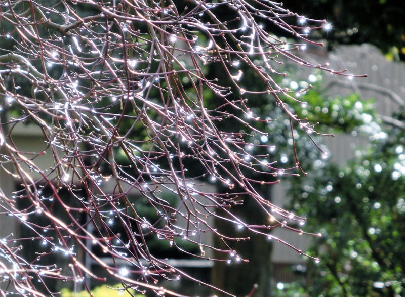f:id:umryuyanagi104:20161224103947j:image:w360