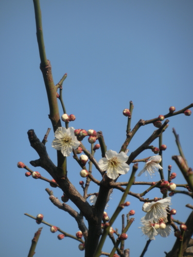 f:id:umryuyanagi104:20170304091310j:image:w360