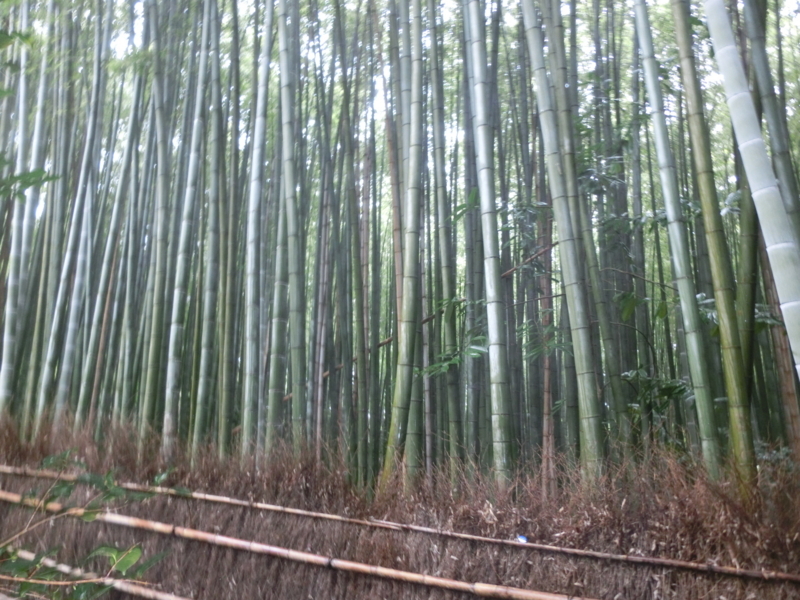 f:id:umryuyanagi104:20171015142048j:image:w360