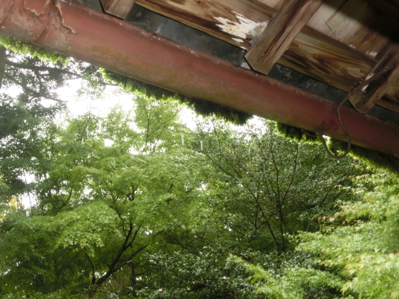 f:id:umryuyanagi104:20171015144244j:image:w360