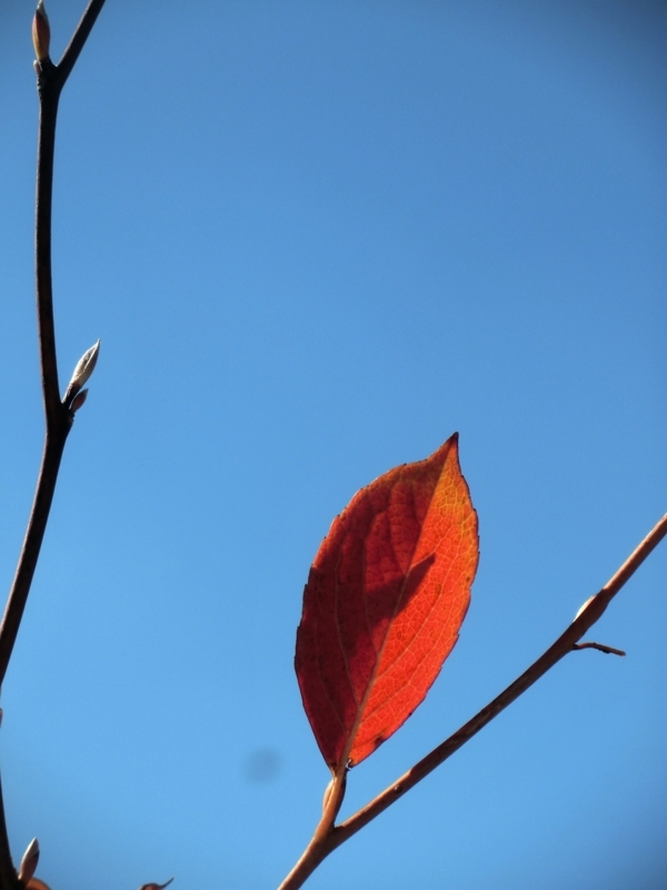 f:id:umryuyanagi104:20171031111007j:image:w360