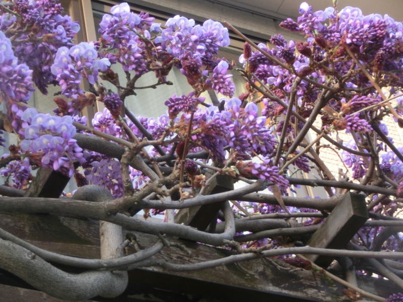 f:id:umryuyanagi104:20180418183039j:image:w360