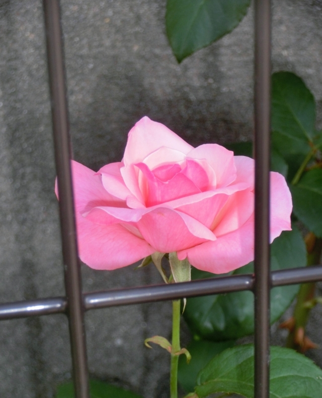 f:id:umryuyanagi104:20180527082802j:image:w360