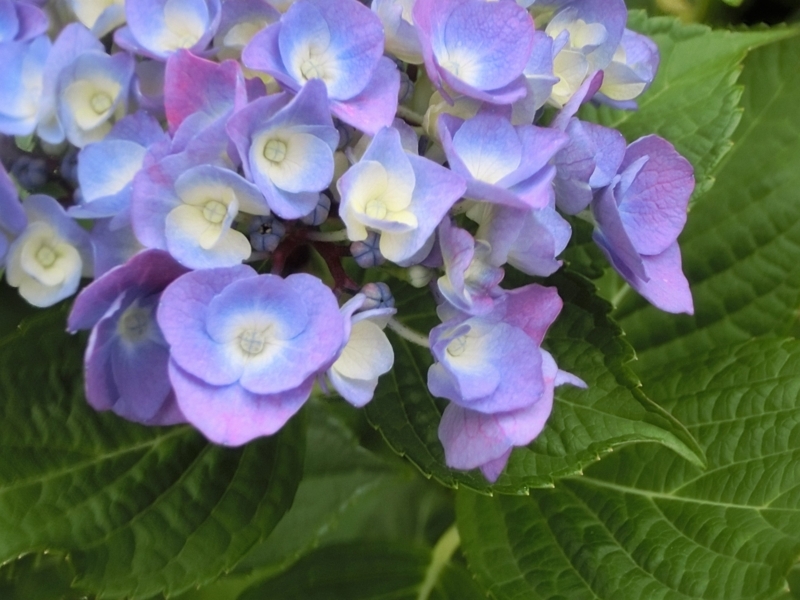 f:id:umryuyanagi104:20180611174922j:image:w360