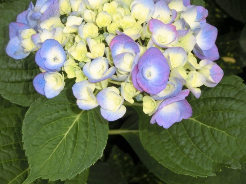 f:id:umryuyanagi104:20180611174930j:image:w360
