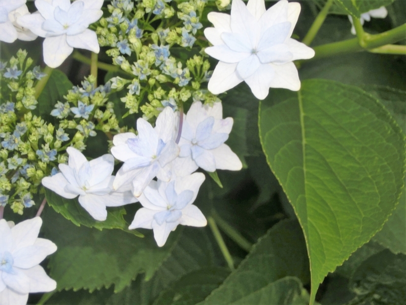 f:id:umryuyanagi104:20180615191858j:image:w360